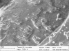 Microfotografia eletrnica mostrando clulas de leveduras imobilizadas em zelitas